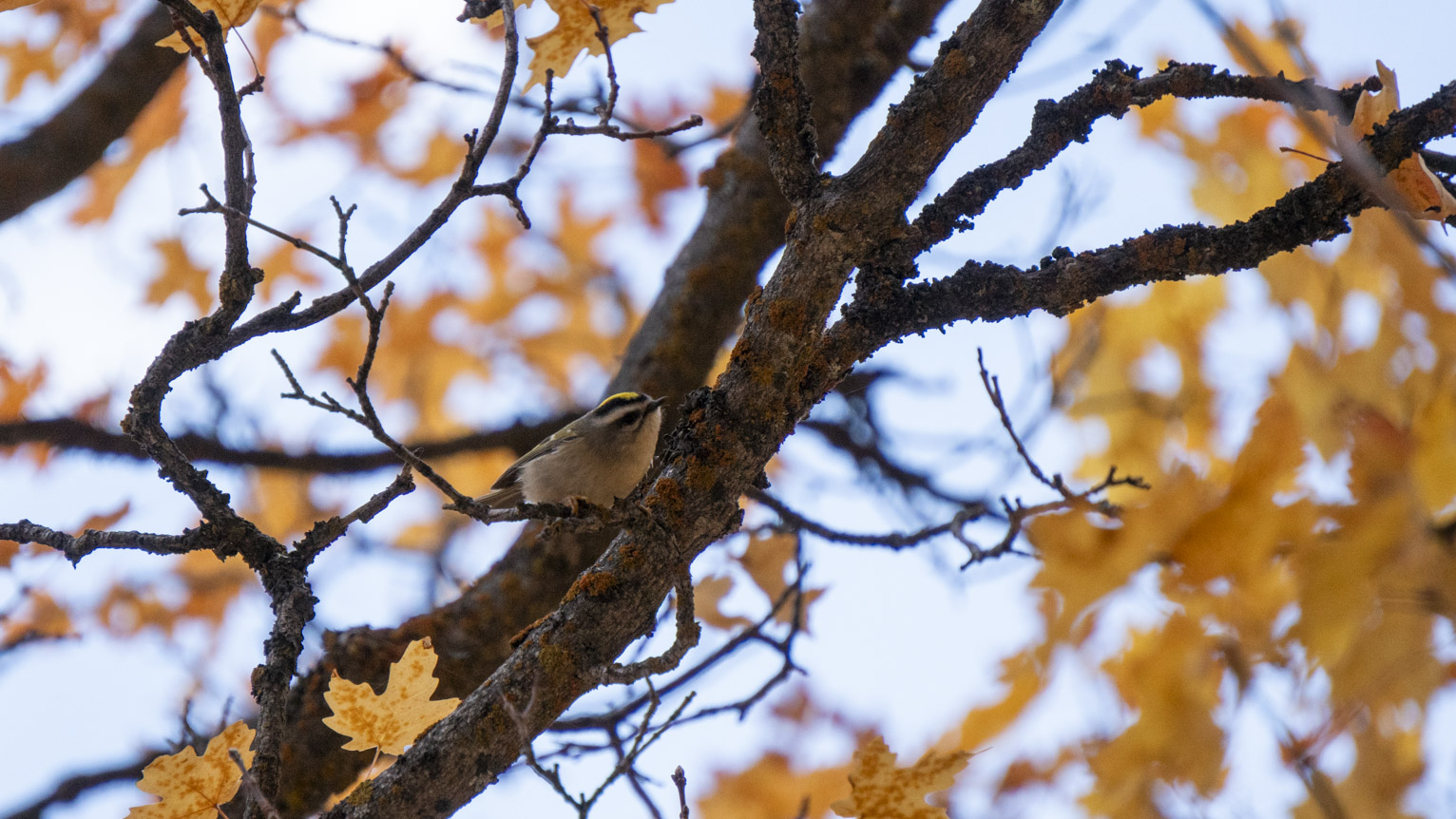 A kinglet is about to take off out of a maple that has turned orange